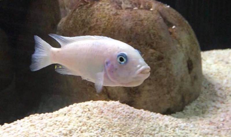 Maylandia callainos 'Mkondiwa Reef'